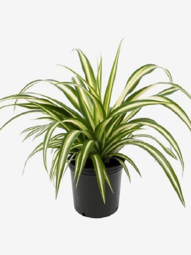 8 Easy-Care Indoor Plants Perfect for Beginners