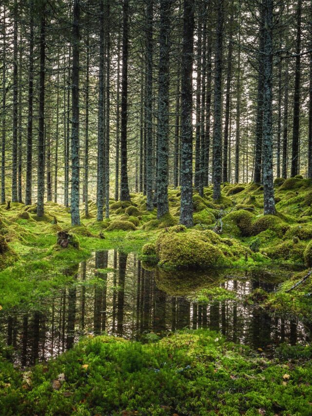 Forests of the World: Top Countries Leading in Green Cover