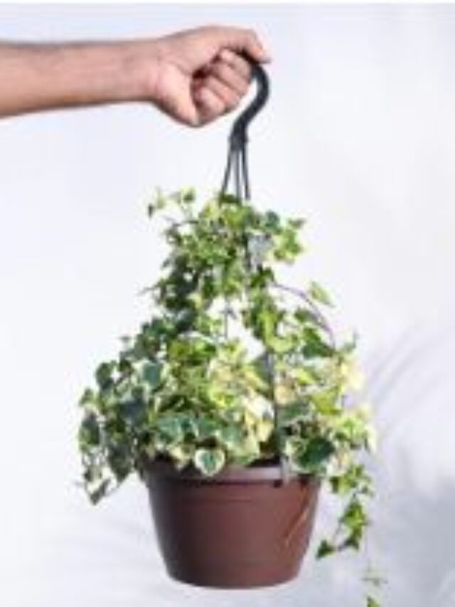 Top 8 Plants That Shine in Hanging Pots and Baskets