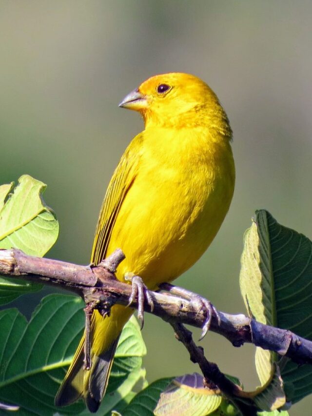 Golden Feathers: Meet the World’s Most Stunning Yellow Birds!