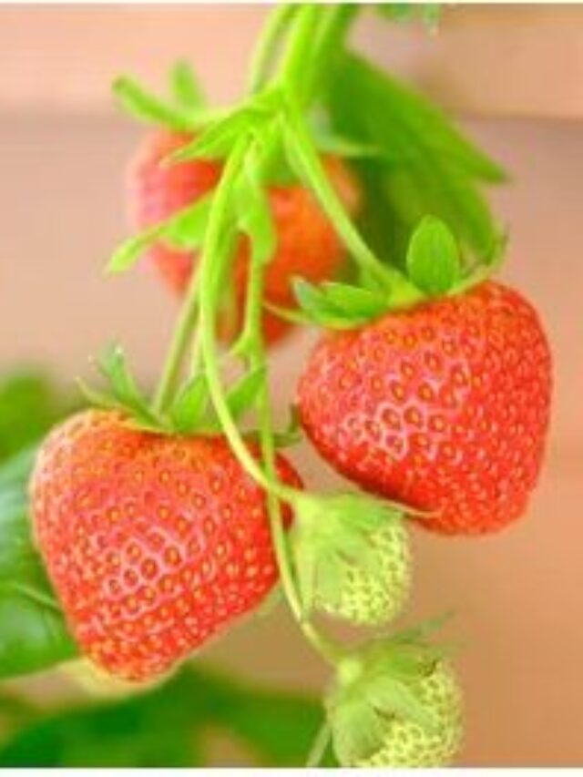 How to Grow Strawberries in Your Home Garden During Winter