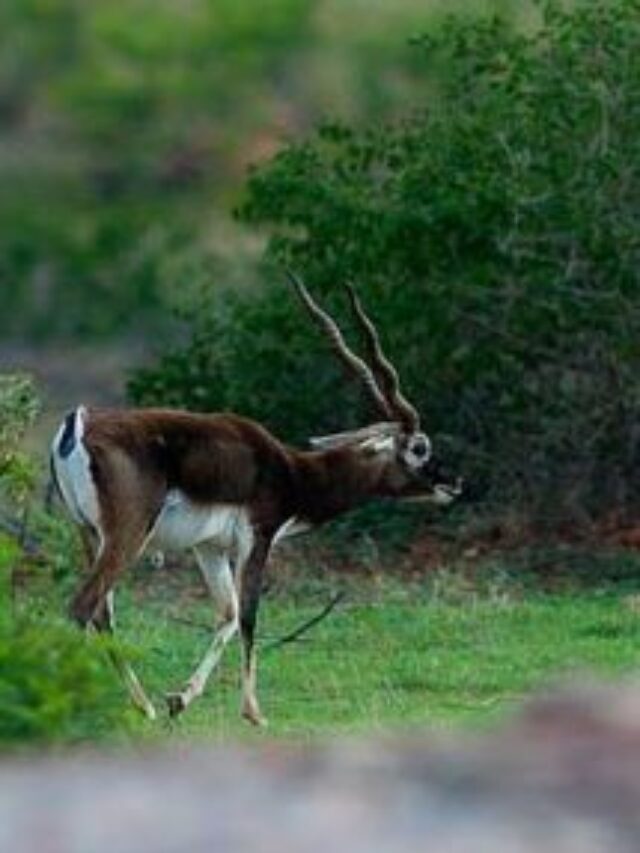 Where Elegance Roams: Top Places to See Blackbuck in India